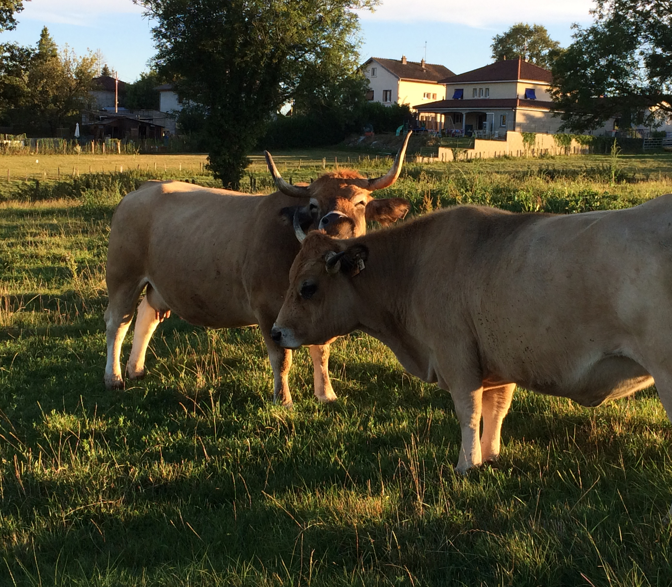 aubrac aubrac
