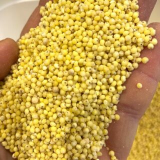 Millet décortiqué