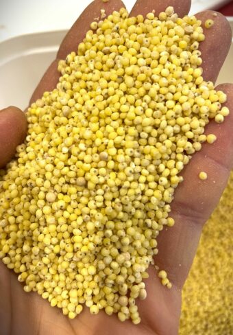 Millet décortiqué