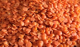 NOUVEAU ! Lentilles corail